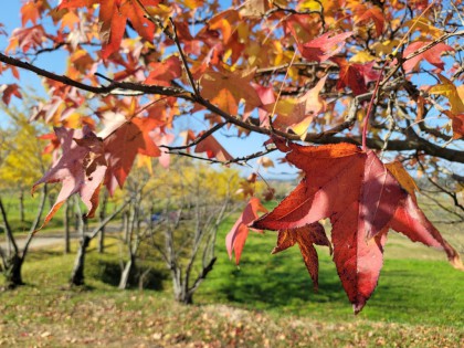 秋　紅葉